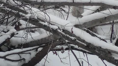 Birds Stock Footage 8992210