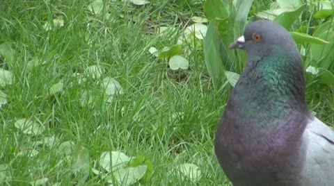 Birds Vídeos de archivo 10560797
