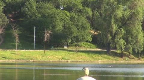 Birds Vídeos de archivo 10560874