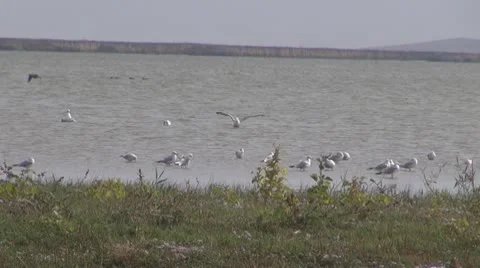 Birds Vídeos de archivo 10560922