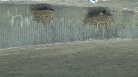 Birds Stock-Footage 10560946