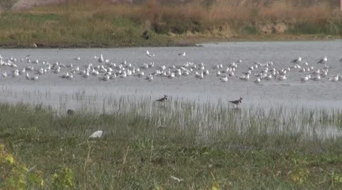 Birds Stock-Footage 10560998