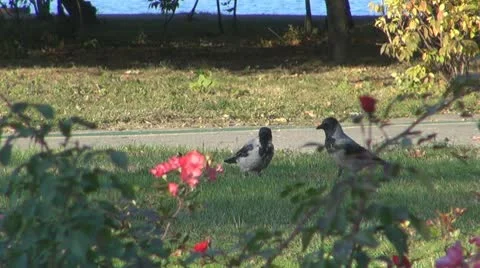 Birds 스톡 동영상 10561546