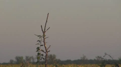 Birds Vídeos de archivo 10561585