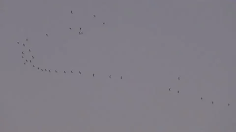 Birds Vídeos de archivo 10562563