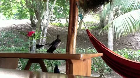 Birds Stock Footage 10838718