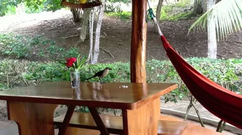 Birds Stock Footage 10838720