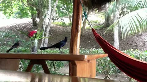 Birds Stock Footage 10838721