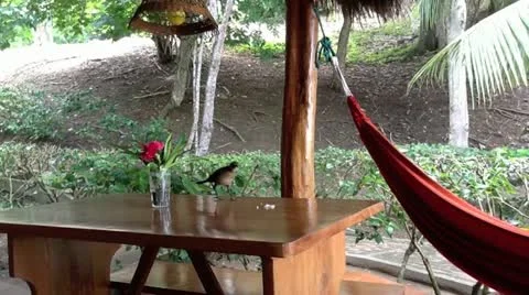 Birds Stock Footage 10838724