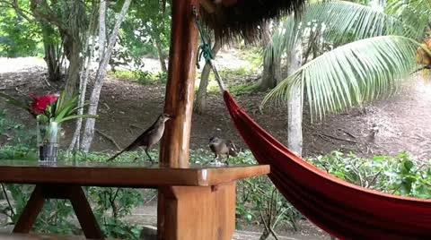 Birds Stock Footage 10838727