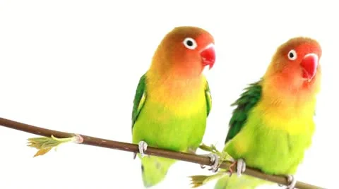 Birds Video stock 10931650