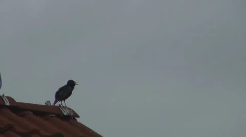 Birds Vídeos de archivo 11334013