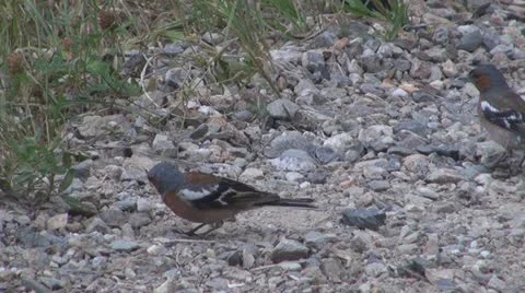 Birds Vídeos de archivo 11586943