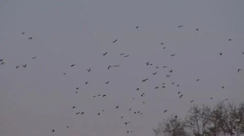 Birds Vídeos de archivo 11594996