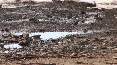 Birds Video stock 18183354