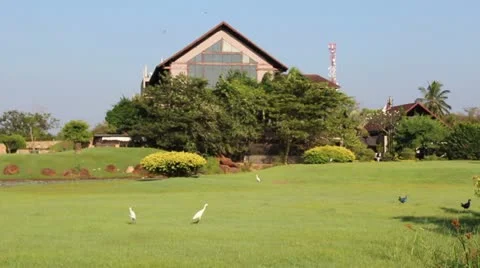 Birds 库存影片 20592283