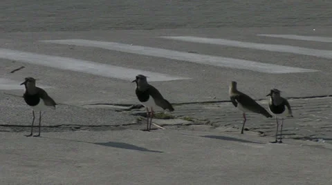 Birds Видео 25593267