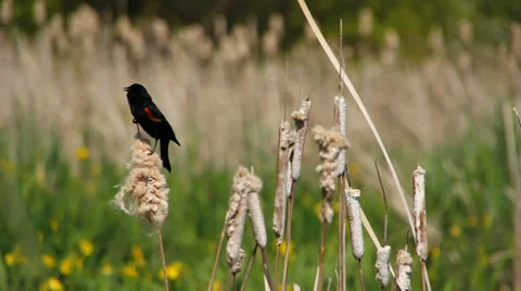 Birds Stock Footage 31870848
