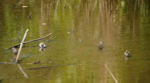 Birds Stock Footage 31870905