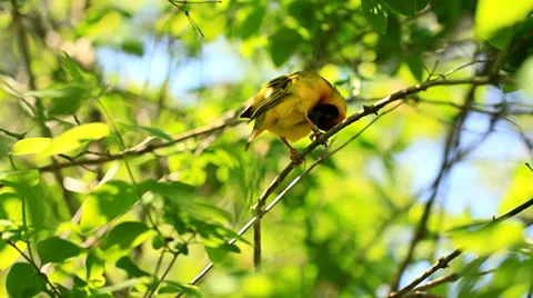 Birds Stock Footage 31871174