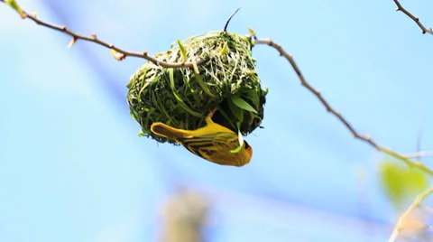 Birds Stock Footage 31871241