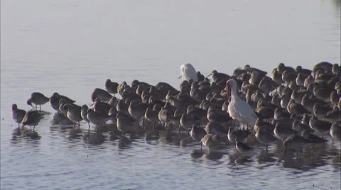 Birds Stock Footage 32418306