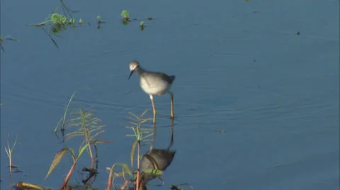 Birds Stock Footage 32419104