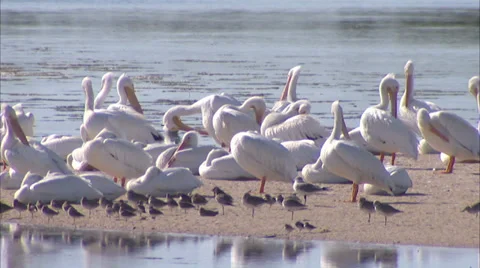 Birds Stock Footage 32419212