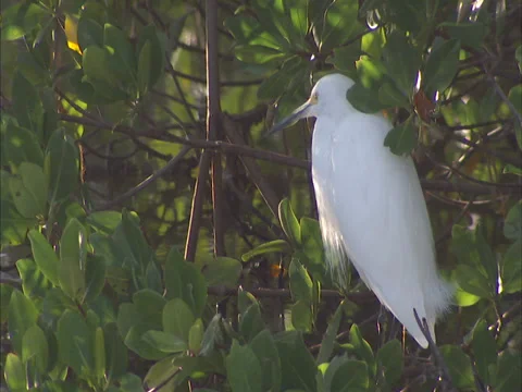 Birds Stock Footage 32419409