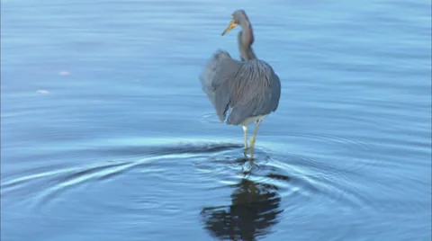 Birds Stock Footage 32419412