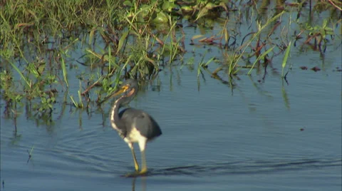 Birds Stock Footage 32419690