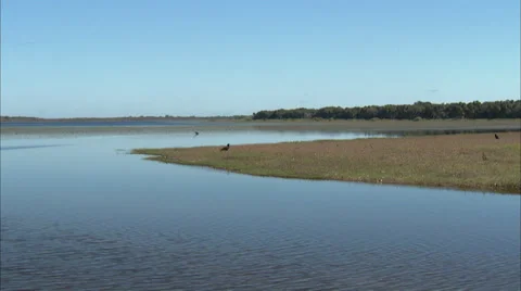 Birds Stock Footage 32419787