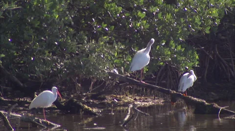 Birds Stock Footage 32419887