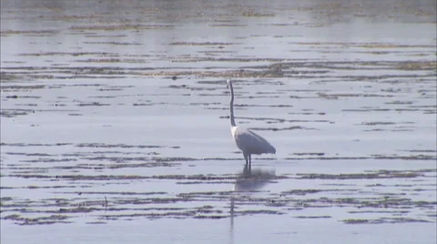 Birds Stock Footage 32419891