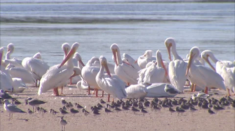 Birds Stock Footage 32419915