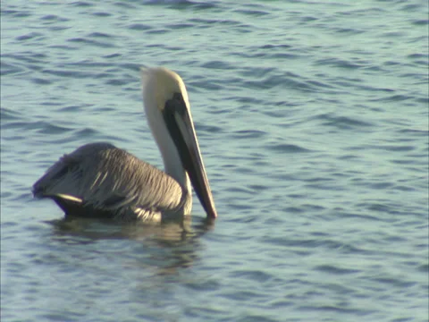 Birds Stock Footage 32419952