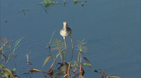 Birds Stock Footage 32419973