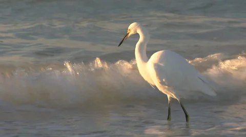 Birds Stock Footage 32420005