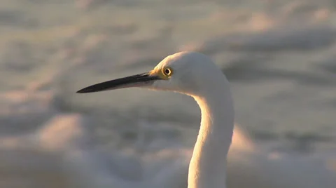 Birds Stock Footage 32420012