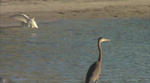 Birds Stock Footage 32420062
