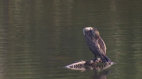 Birds Stock Footage 32420274