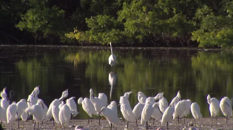 Birds Stock Footage 32420292