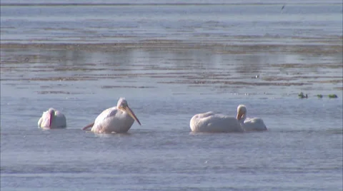 Birds Stock Footage 32420367