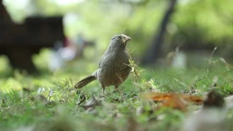 Birds Stock Footage 77616074