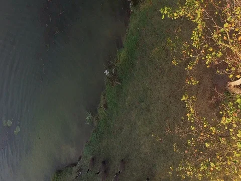 Birds Stock Footage 80353769