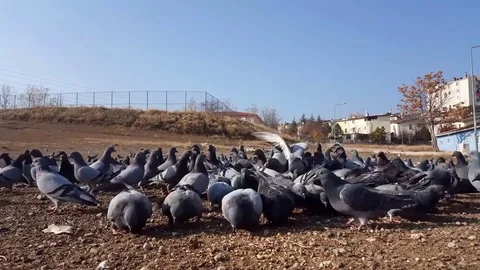 Birds Stock Footage 83876823