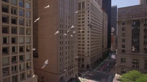 Birds Video stock 94434975