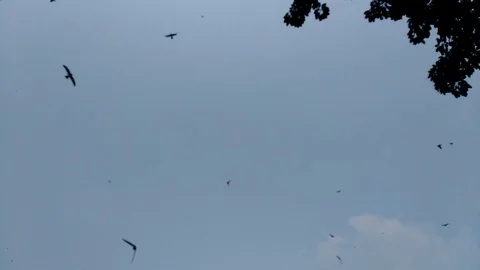 Birds Video stock 98380952