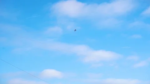 Birds Stock Footage 100808498