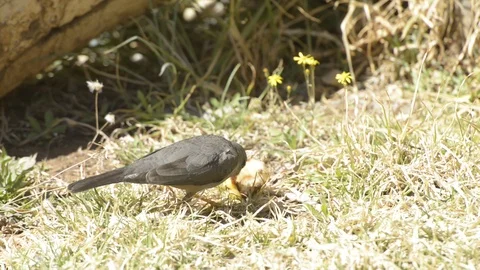 Birds Stock Footage 101011820